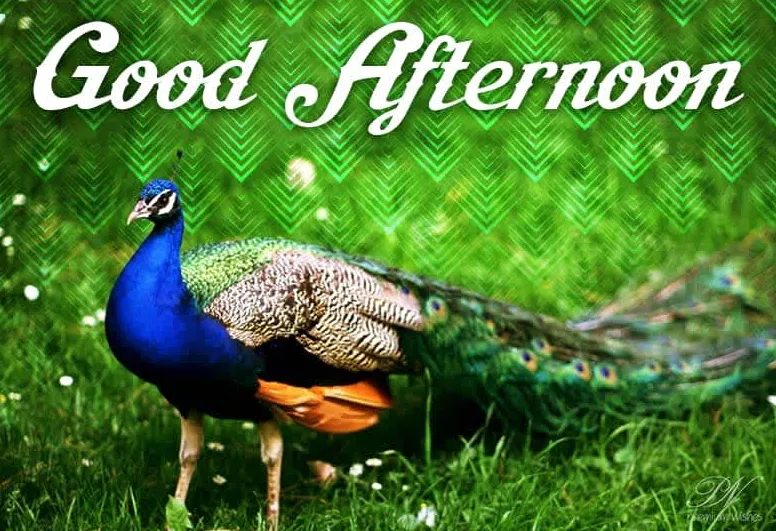 Good Afternoon Wishes with Nature Themes